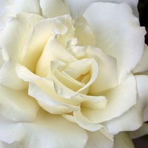 Meet your Posher, Jaziel